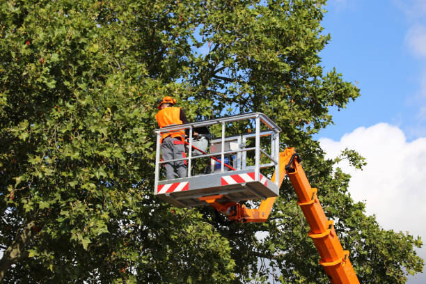 Best Root Management and Removal  in Allyn, WA