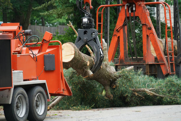 Best Emergency Tree Removal  in Allyn, WA